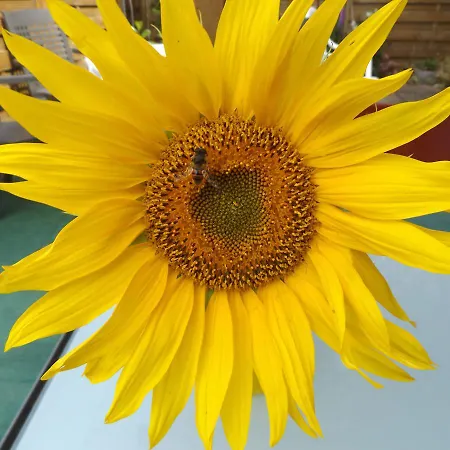 بيت للعطل Ferienhaus-hotel 